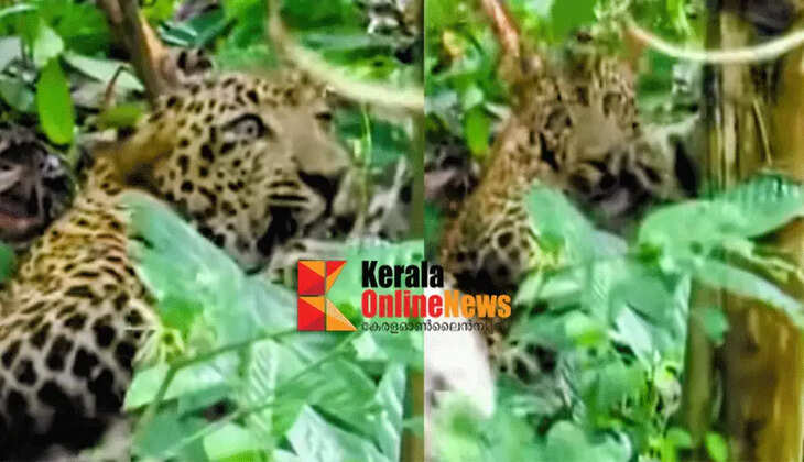Tiger dies after being caught in pig trap in Malur, Kannur; Protest against move to charge landowner