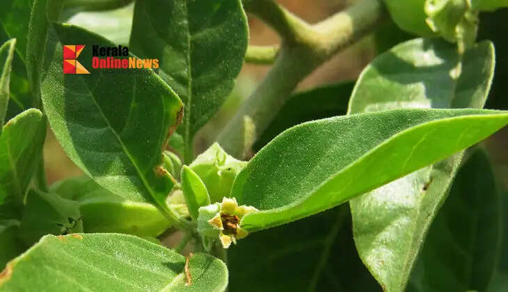 Ashwagandha leaves banned in the country