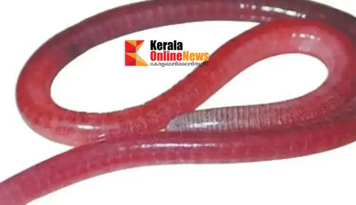 New amphibian species discovered in Kerala: &lsquo;Geganiophis bavali&rsquo; stands out
