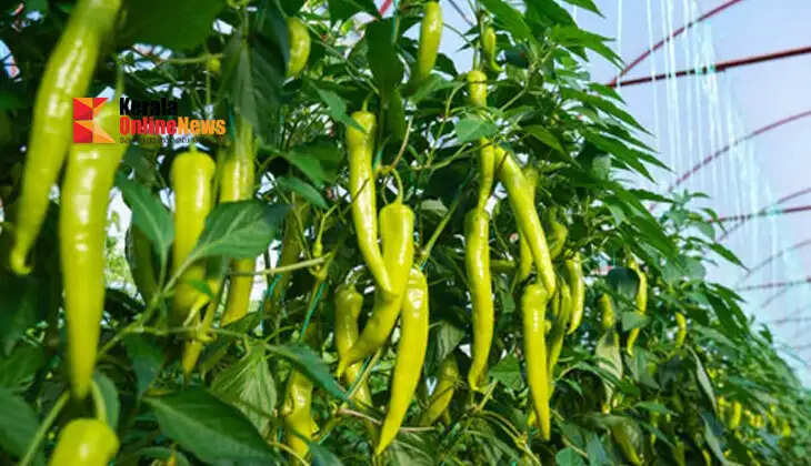 chilli