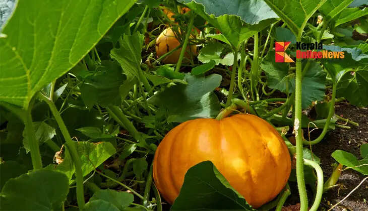 Pumpkin cultivation: Simple way for better yield