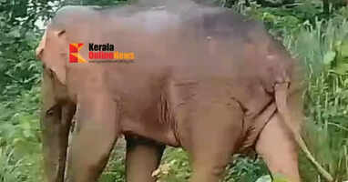 Night and day threat of wild animals: People of Aralam Farm in Kannur are in fear