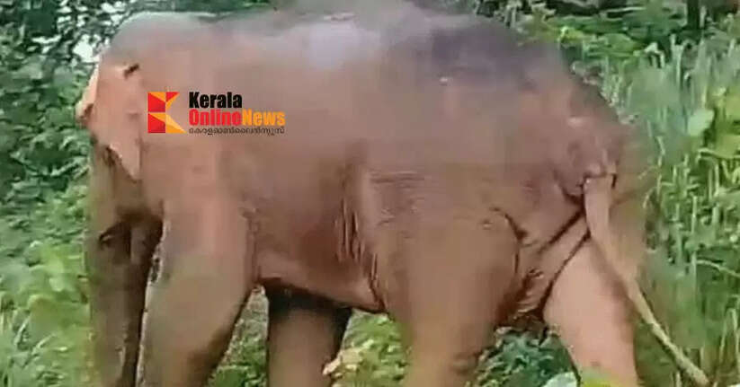 Night and day threat of wild animals: People of Aralam Farm in Kannur are in fear