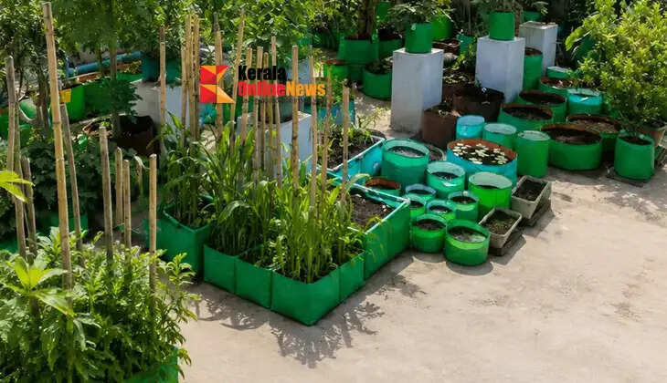You don't need a large investment to start vegetable gardening on your terrace; you can begin with just a single sack.
