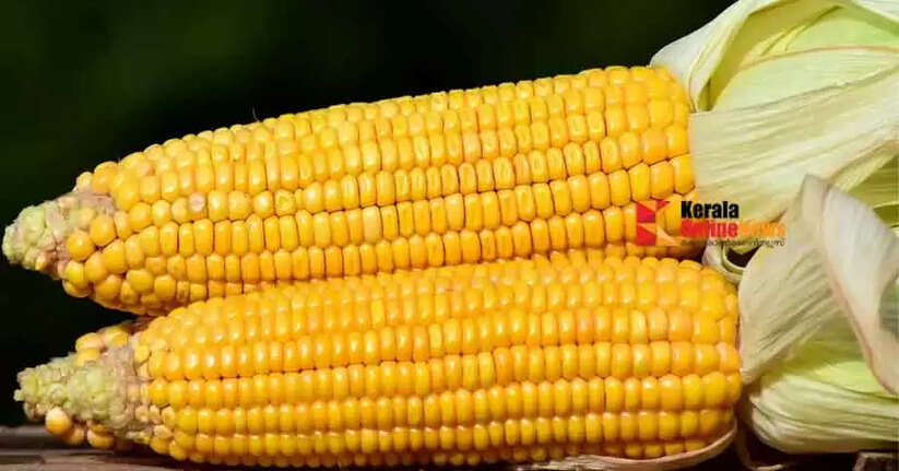 corn