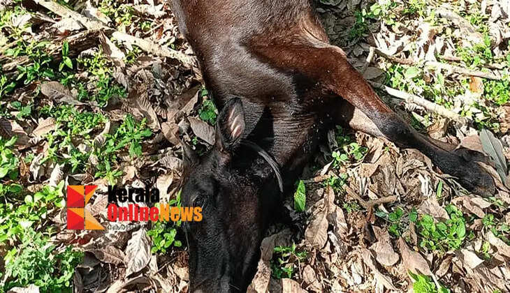 A leopard that entered a residential area in Thrissur attacked and killed a calf; people in fear