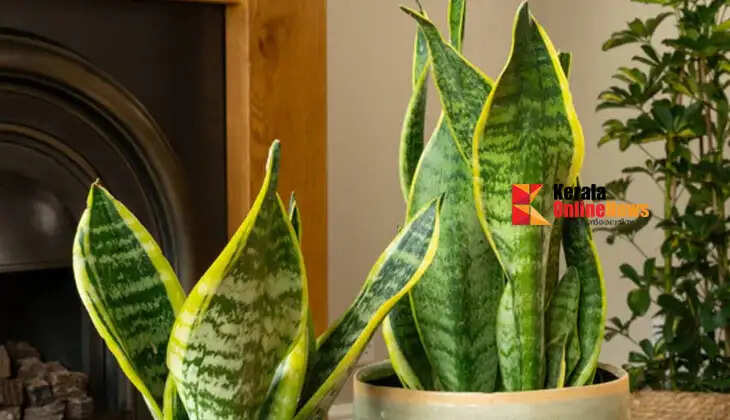 A plant that doesn't require much care