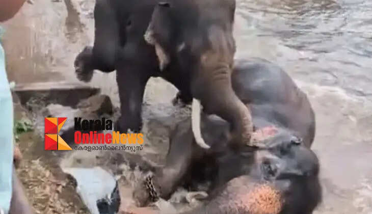 Elephants attack each other while bathing; tourist in the middle dies tragically