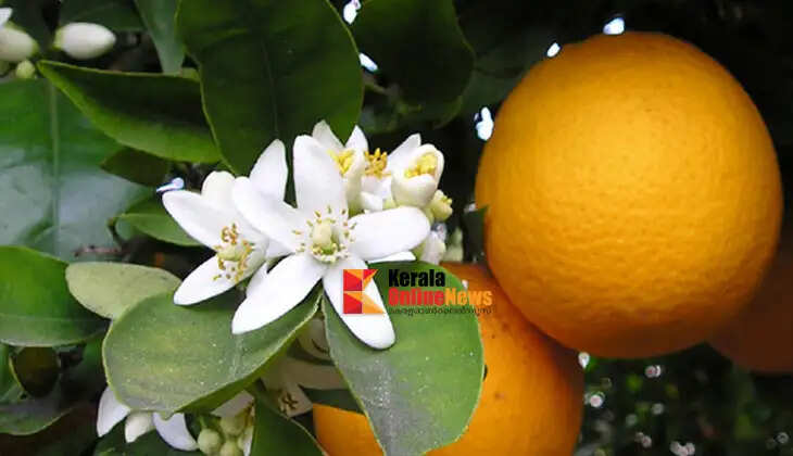 Are there no flowers on your citrus tree? Consider factors ranging from sunlight to fertilization.