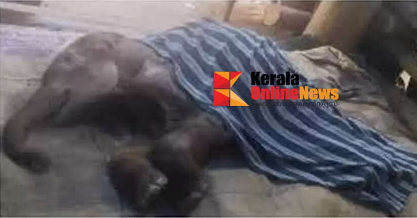 jumbi elephant died in Dhoni elephant camp 