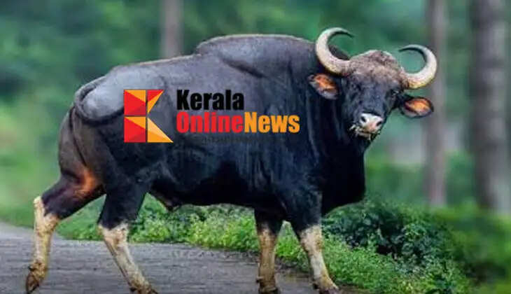 Wild buffalo attacks again in Marayoor; third grade student injured