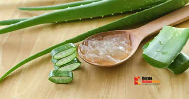 aloe vera