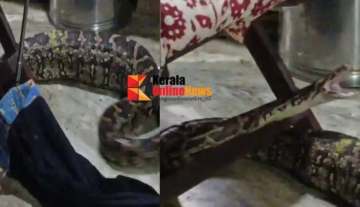 A huge python was captured from the kitchen of a house in Morazha