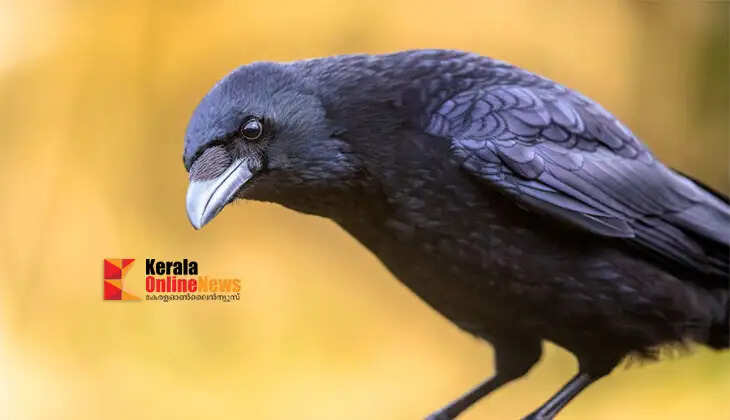 Is seeing a crow a sign of bad luck?