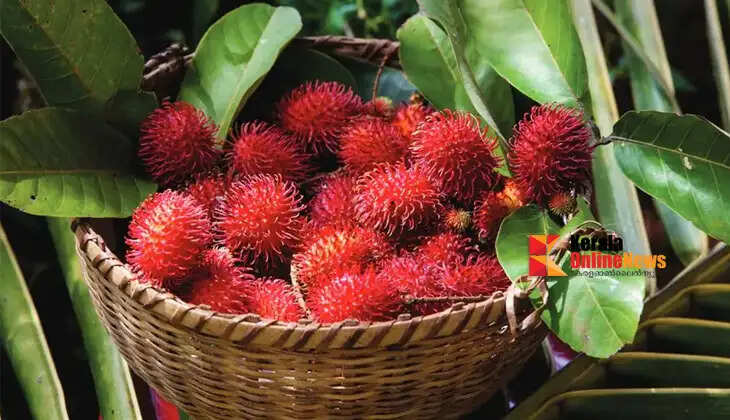Increases blood flow and makes the skin glow; Know the miraculous properties of rambutan