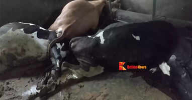 Five cows die of shock in Chapparapadav, Kannur