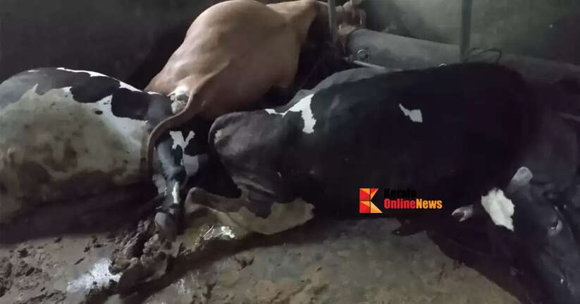 Five cows die of shock in Chapparapadav, Kannur