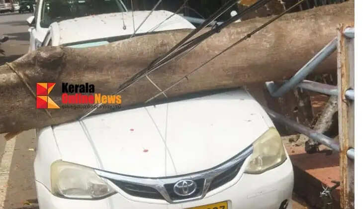 A car was crushed after a shade tree fell in SN Park: A major tragedy struck Talanarizha