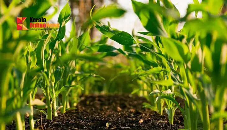 As rainfall patterns shift, agricultural practices must also change; farming activities can be adjusted by keeping an eye on weather forecasts.