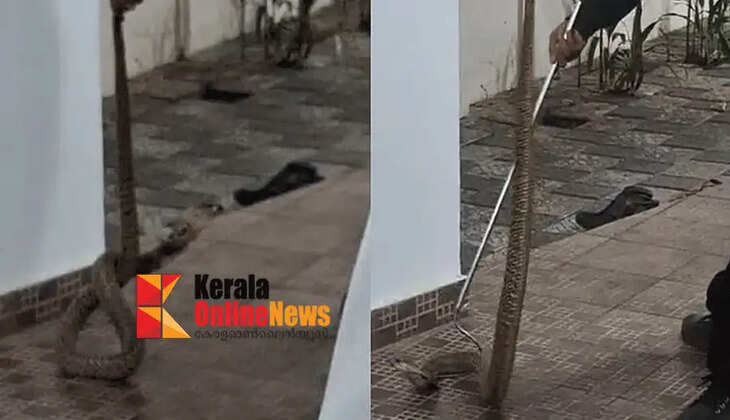 Cobra caught from Ahmadiyya mosque in Thavakkara, Kannur