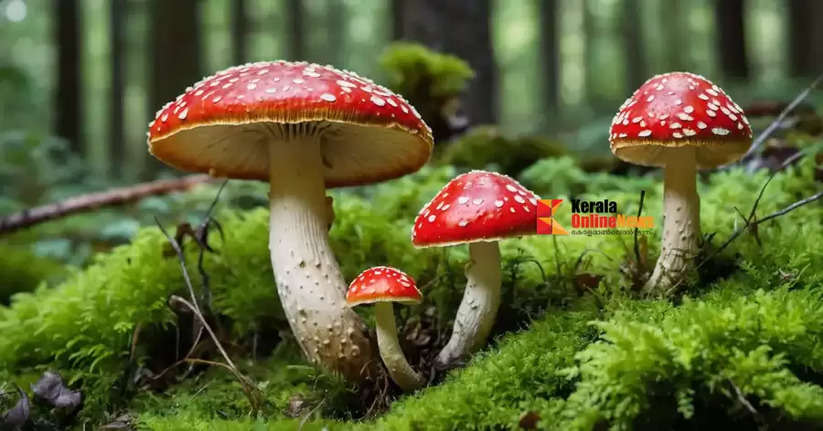 'Magic mushroom is a naturally occurring fungus, not an intoxicant': HC