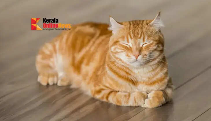 Does a cat coming into the house bring good luck?