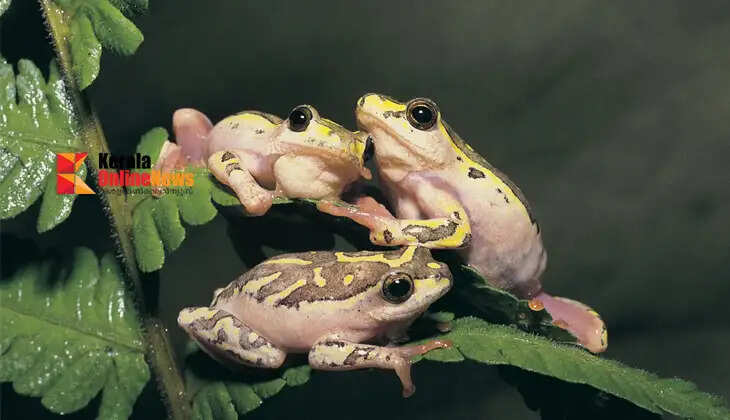 Tree frogs and toads