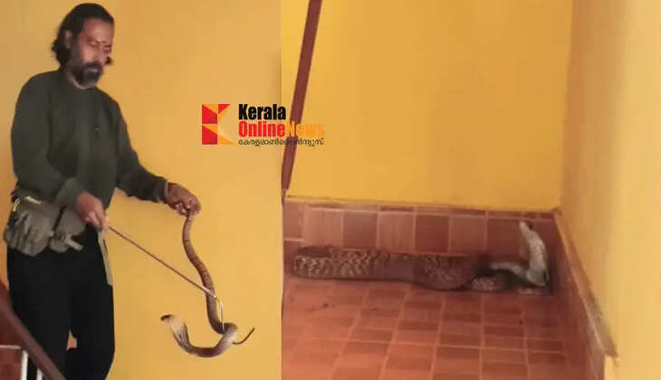 cobra in kannur