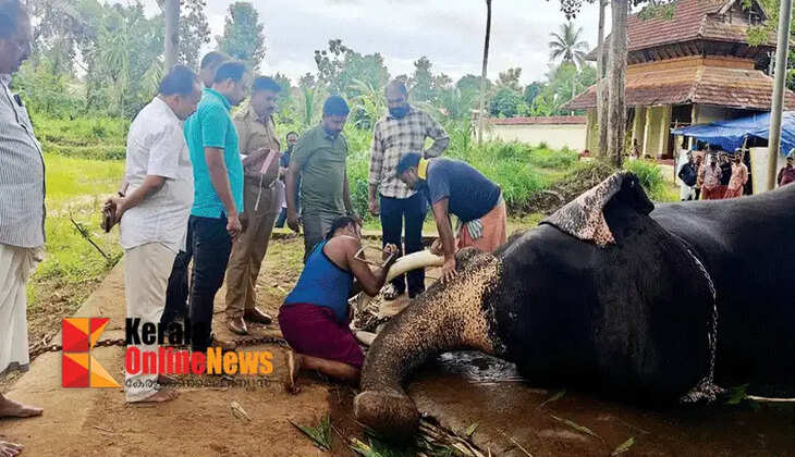 With the horns cut off, Gajarajan Jayarajan of the Sri Vallabha temple can now raise his trunk