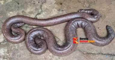 Forest Department officials seize two-headed monkeys kept secretly in Thiruvalla