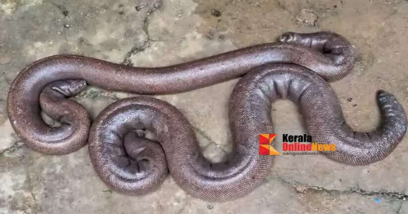 Forest Department officials seize two-headed monkeys kept secretly in Thiruvalla