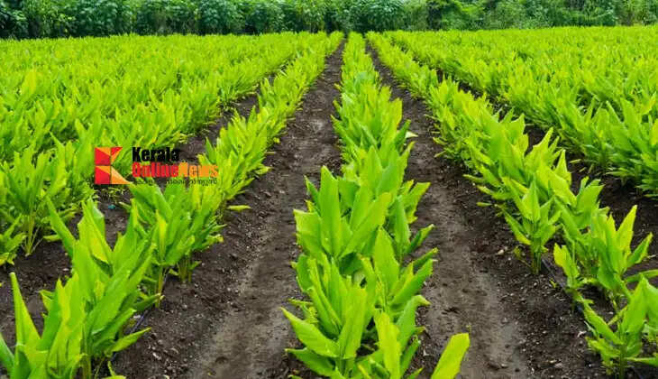 Golden crop in turmeric; Farmer earns Rs 12 lakh