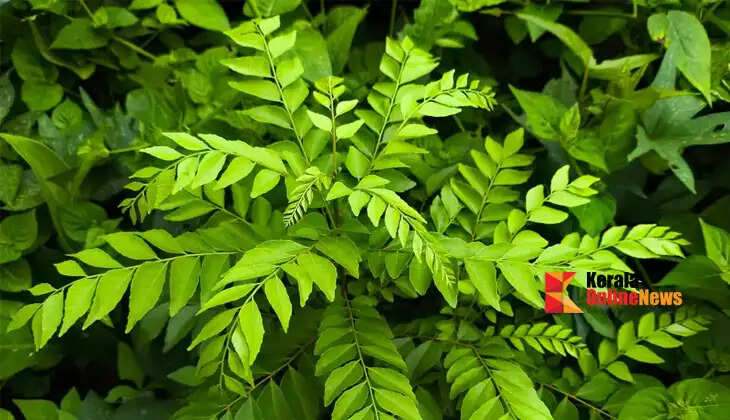 If you do this, the curry leaves will flourish and grow