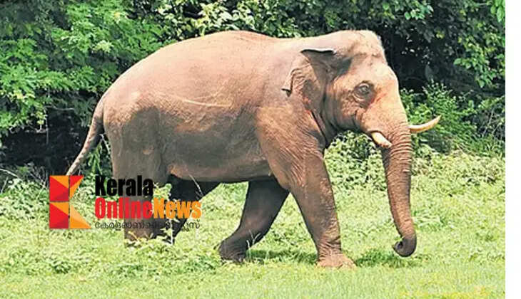 elephant