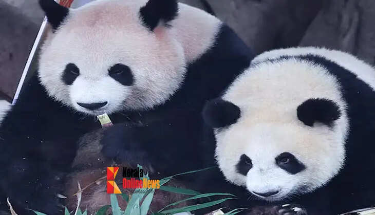 pandas