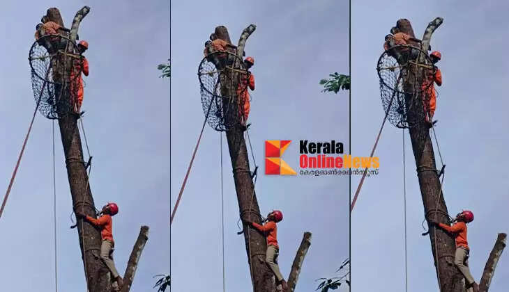 Fire Force rescued the man stuck in the tree