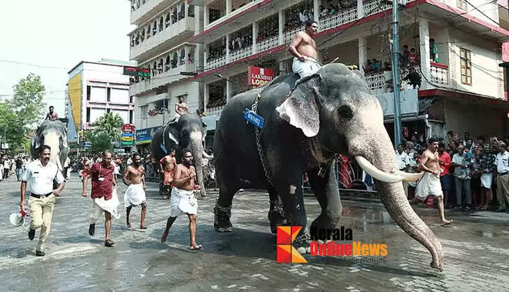 Guruvayur elephant race in full swing; Guruvayur Ravi Krishnan wins first