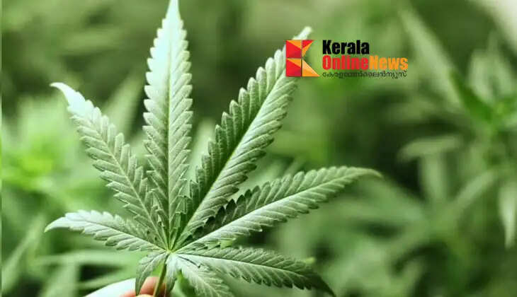 Medical cannabis use: Historic reform in cannabis law in the US