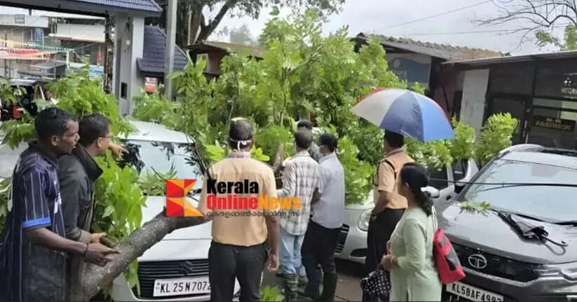 A tree branch broke and fell on the premises of Wayanad Government Medical College Hospital.