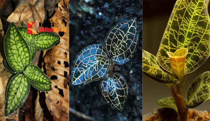 Jewel Orchid