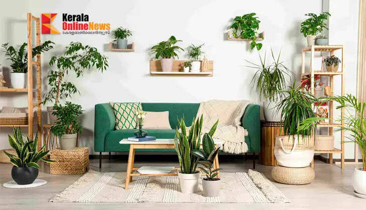 Indoor plants to bring greenery into your home; opt for easy-to-maintain varieties.