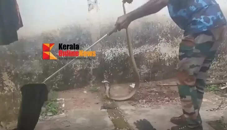 95 snakes caught in Sabarimala in 22 days; Forest Department says there is no need to panic