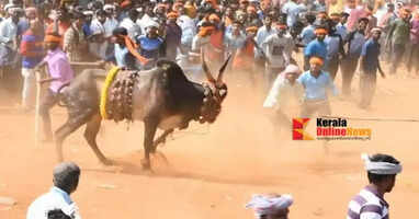 'Kobbari Hori Habba'; Three people die after being gored by bulls