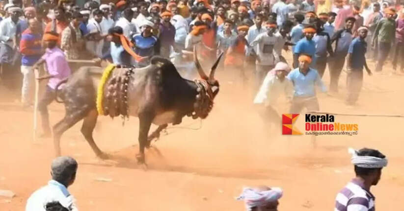 'Kobbari Hori Habba'; Three people die after being gored by bulls