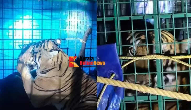 A tiger that landed in Ayyankunnu, Kannur, got caught in a trap.