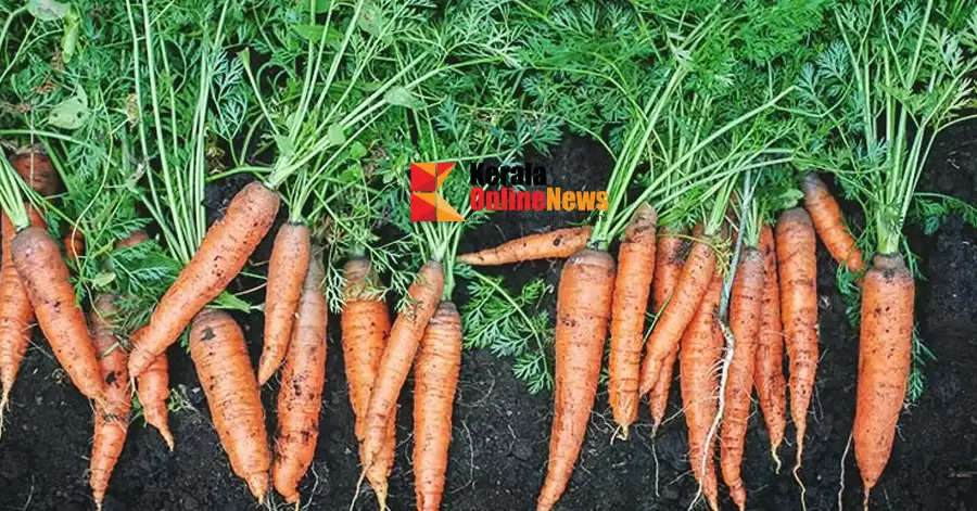Baby Carrot Cultivation