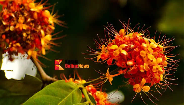 If you don't have Ashoka at home, plant it immediately; Here's how to take care of it to increase luck and wealth...