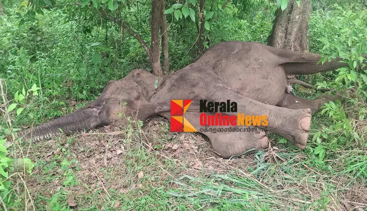 Wild elephant lying down at Aralam farm