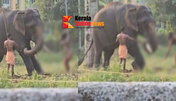 The cruelty of a drunken father; The father beats an elephant and puts the baby's life in danger by putting it on his tusks