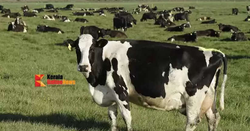 cow